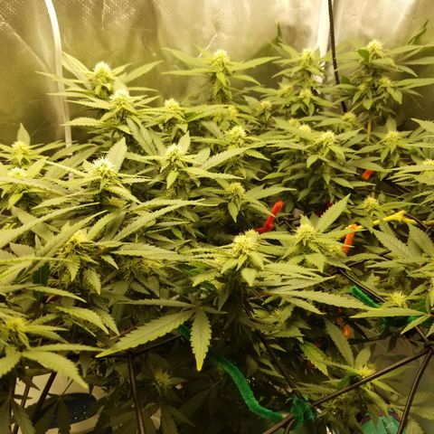 Big bella bud growlog photo: Week 4 