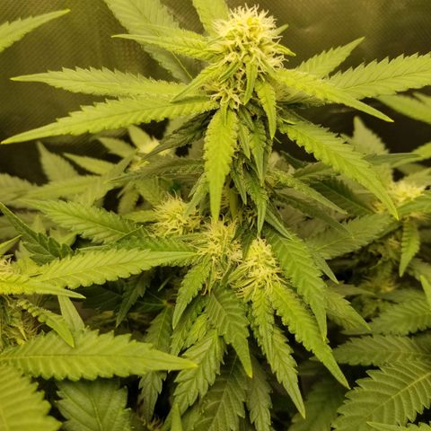 Big bella bud growlog photo: Week 4 