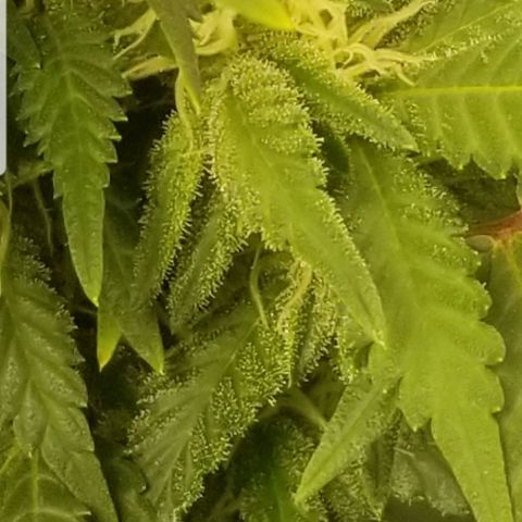 Big bella bud growlog timeline photo