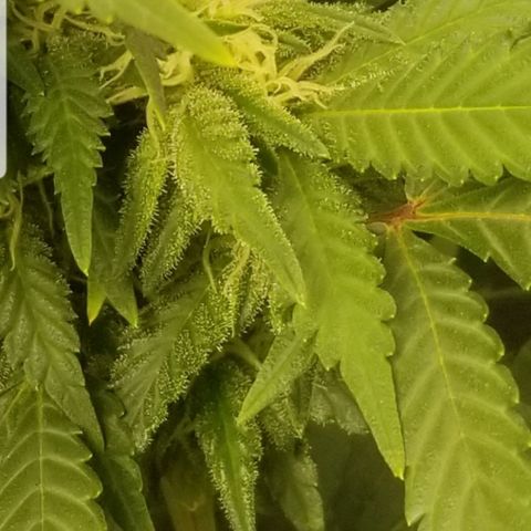 Big bella bud growlog timeline photo