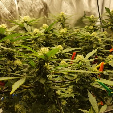 Big bella bud growlog photo: Week 4 day 1