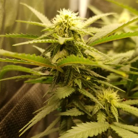 Big bella bud growlog photo: Week 4 day 1