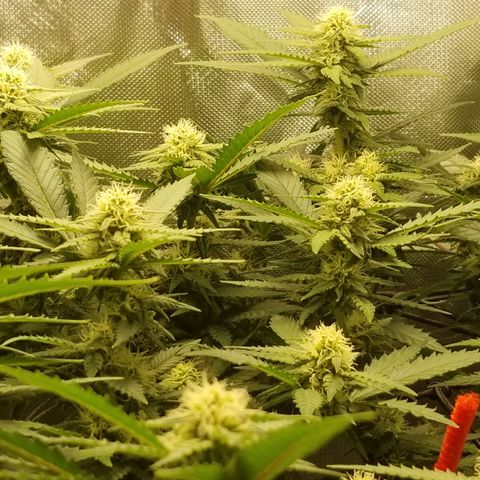Big bella bud growlog photo: Week 4 day 1