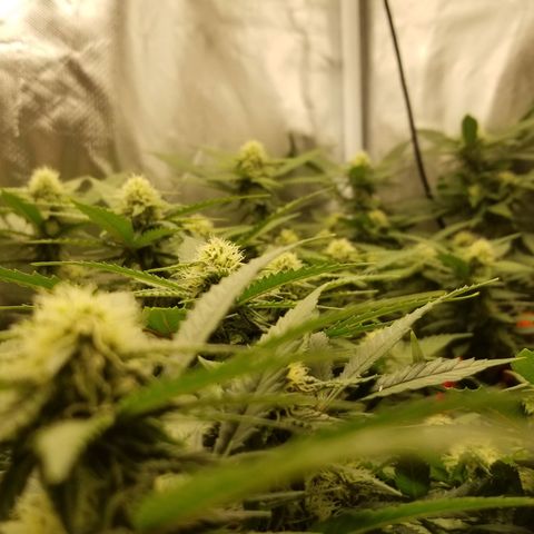 Big bella bud growlog photo: Damn its nice