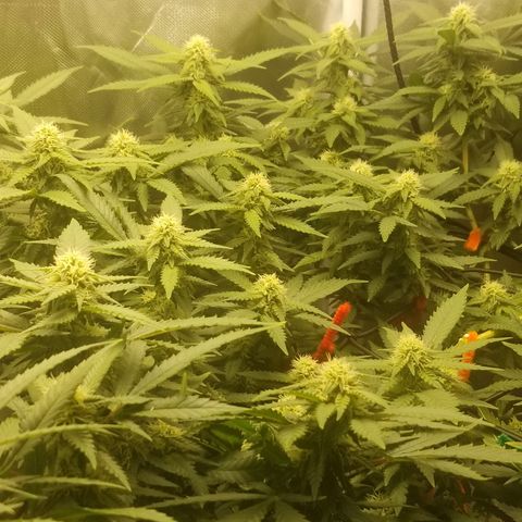 Big bella bud growlog timeline photo