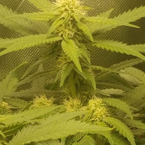 Big bella bud growlog timeline photo