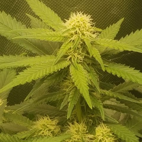 Big bella bud growlog timeline photo