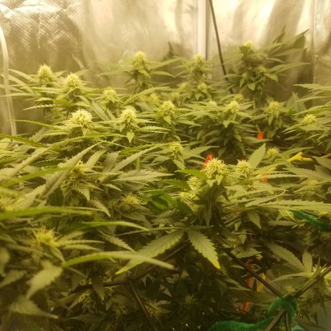 Big bella bud growlog timeline photo