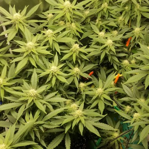 Big bella bud growlog timeline photo