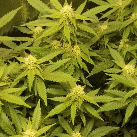 Big bella bud growlog timeline photo