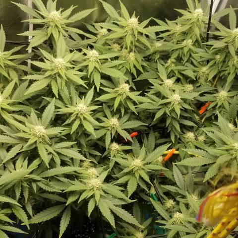 Big bella bud growlog timeline photo