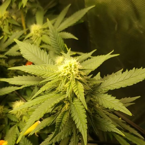 Big bella bud growlog timeline photo