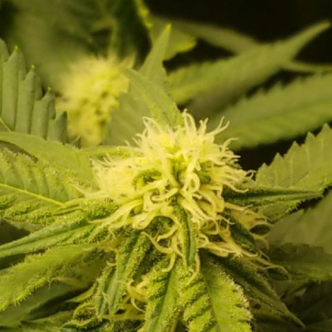 Big bella bud growlog timeline photo
