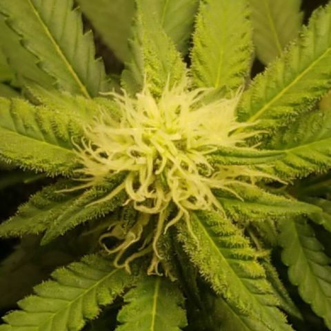 Big bella bud growlog timeline photo