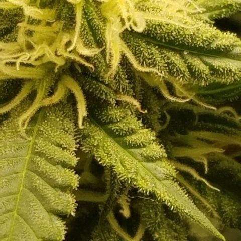 Big bella bud growlog timeline photo