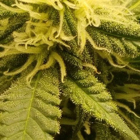 Big bella bud growlog timeline photo