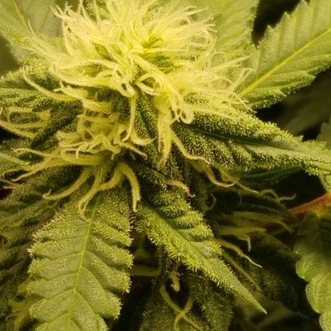 Big bella bud growlog timeline photo