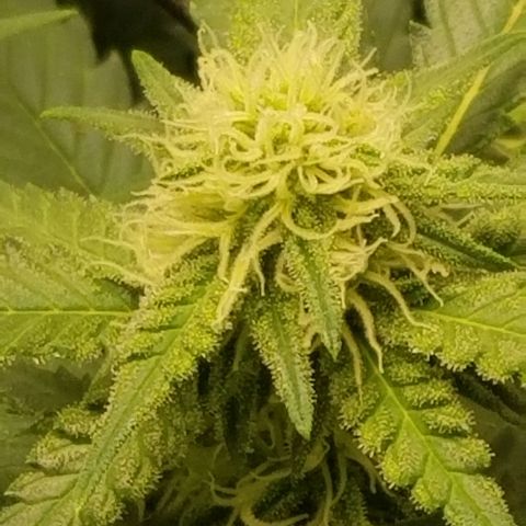 Big bella bud growlog timeline photo