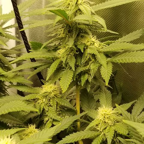 Big bella bud growlog timeline photo