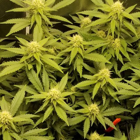 Big bella bud growlog timeline photo