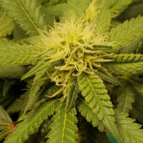 Big bella bud growlog timeline photo