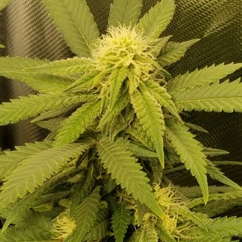 Big bella bud growlog timeline photo