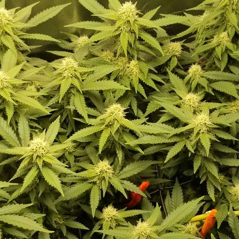 Big bella bud growlog timeline photo