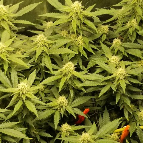 Big bella bud growlog timeline photo