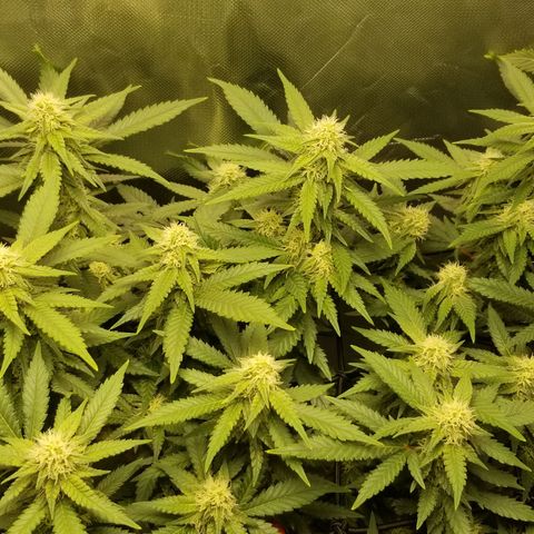 Big bella bud growlog timeline photo