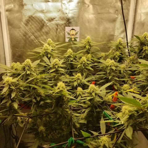 Big bella bud growlog timeline photo