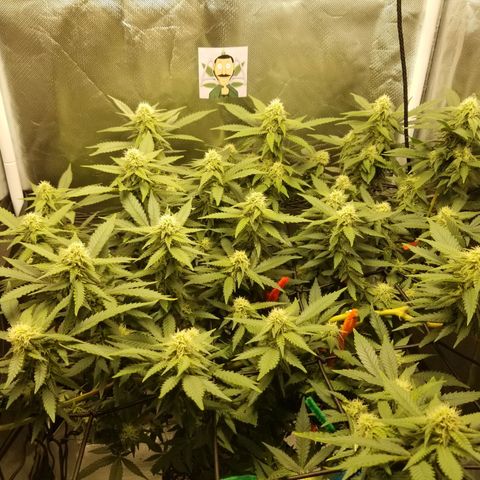 Big bella bud growlog timeline photo