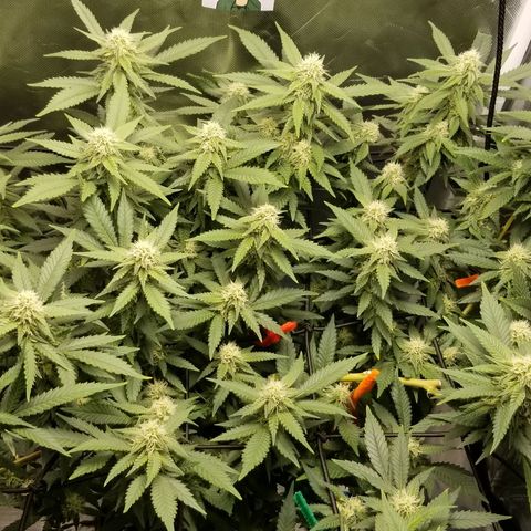 Big bella bud growlog timeline photo