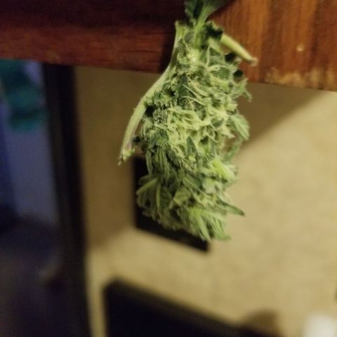Big bella bud growlog timeline photo