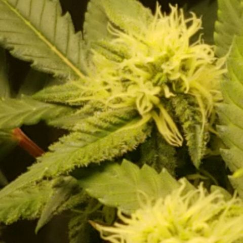 Big bella bud growlog timeline photo