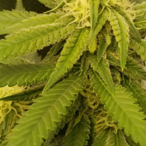 Big bella bud growlog timeline photo