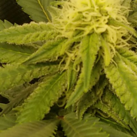 Big bella bud growlog timeline photo