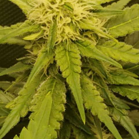 Big bella bud growlog timeline photo