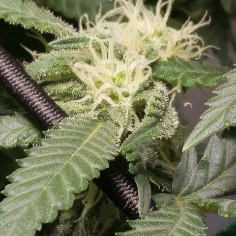 Big bella bud growlog timeline photo