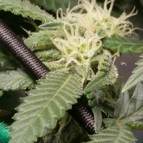 Big bella bud growlog timeline photo