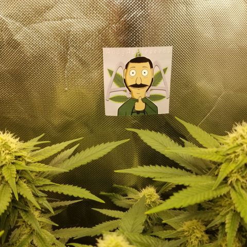 Big bella bud growlog timeline photo