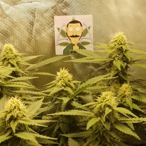 Big bella bud growlog timeline photo