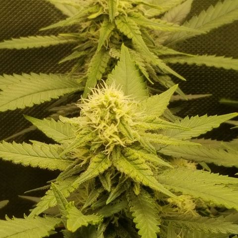 Big bella bud growlog timeline photo