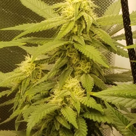Big bella bud growlog timeline photo