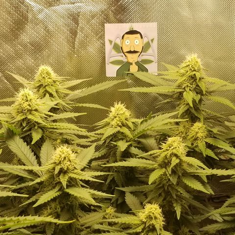 Big bella bud growlog timeline photo