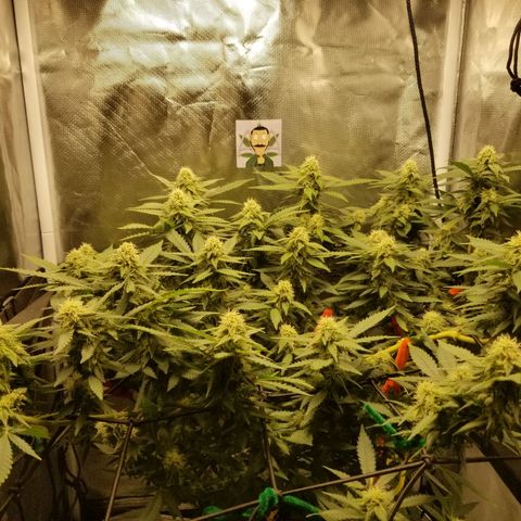 Big bella bud growlog timeline photo