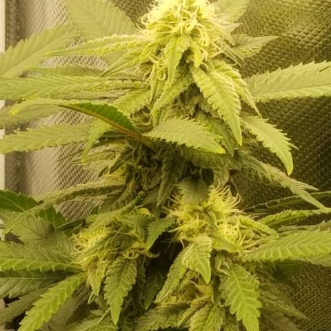 Big bella bud growlog timeline photo