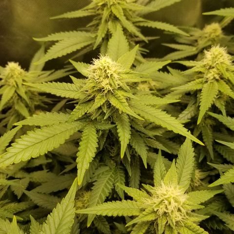 Big bella bud growlog timeline photo