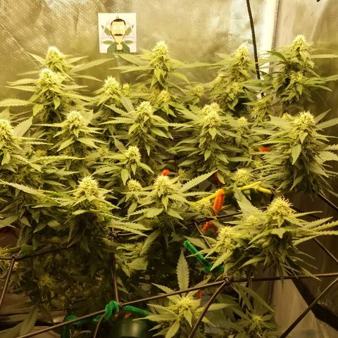 Big bella bud growlog timeline photo