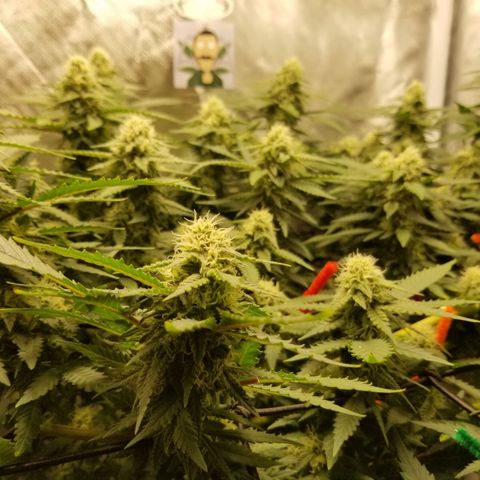 Big bella bud growlog timeline photo