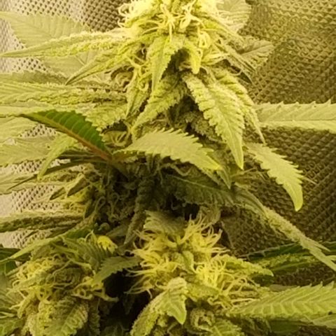 Big bella bud growlog timeline photo